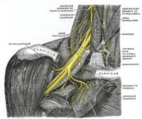 brachial plexus1